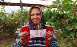 Komşusunun serasından meyve yedi, yaprakların arasına para bıraktı