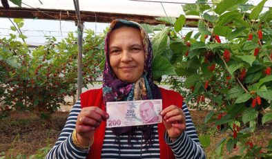 Komşusunun serasından meyve yedi, yaprakların arasına para bıraktı