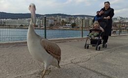 Taşucu Sahili’ne gelen pelikan, ilgi odağı oldu